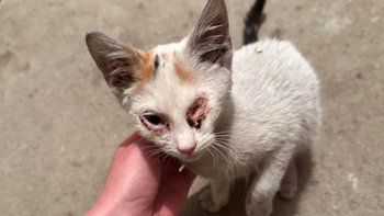 Zbiórka TOKIO. Na nowy start w życie - miniaturka zdjęcia