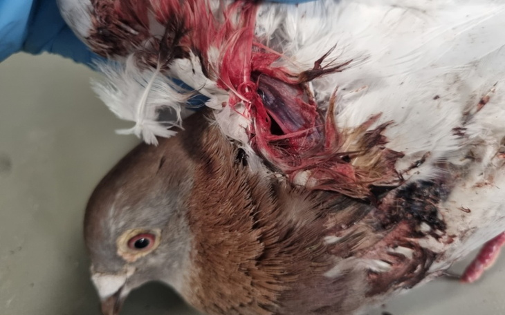 Zbiórka Na leczenie postrzelonego ptaka - zdjęcie główne