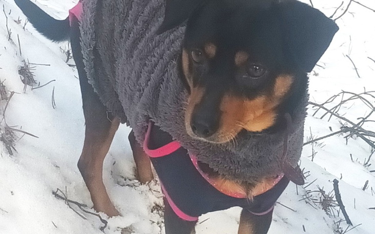 Zbiórka Historia Fanty - zdjęcie główne