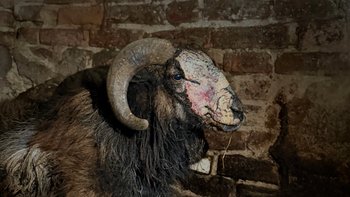 Zbiórka Konające ofiary żołnierza - miniaturka zdjęcia