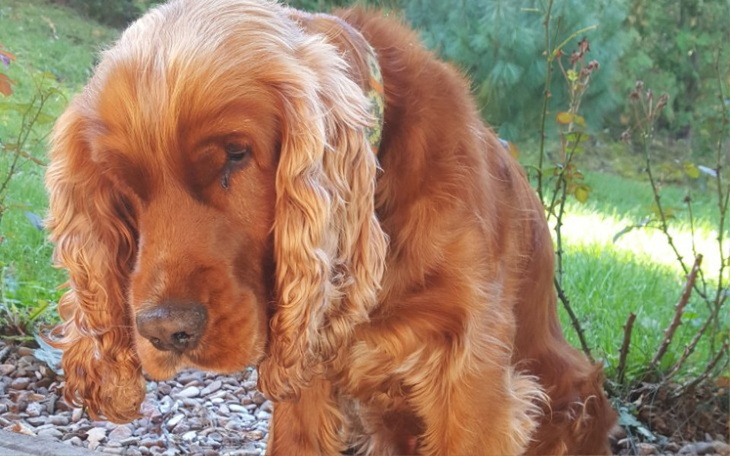 Zbiórka Cocker Spaniel Angielski Rudy - zdjęcie główne