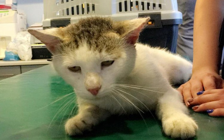 Zbiórka Na nietypową operacje Filemona - zdjęcie główne