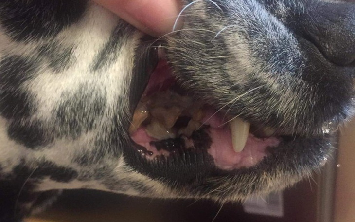 Zbiórka Schorowana dalmatynka... - zdjęcie główne