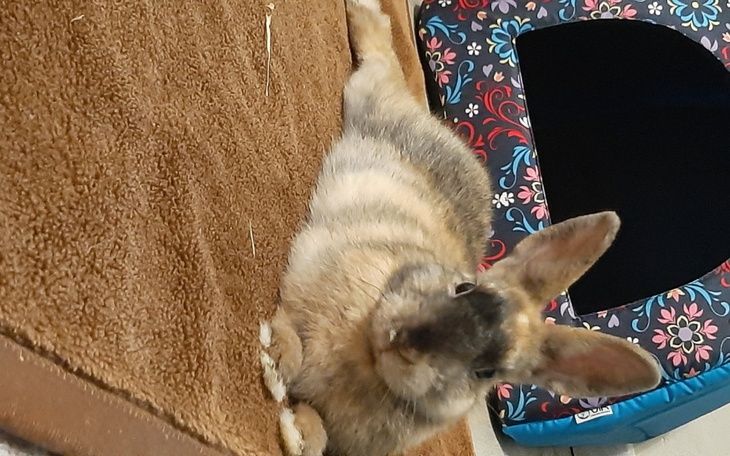 Zbiórka Zdrowie uszaka - zdjęcie główne