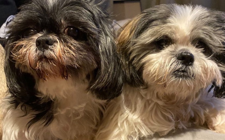 Zbiórka Ratujemy Psiaki z pseudohodowli - zdjęcie główne