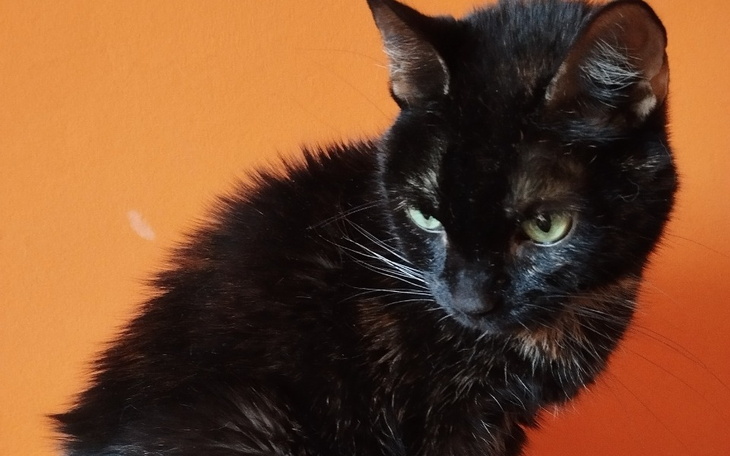 Czarny kot z zielonymi oczami na pomarańczowym tle.