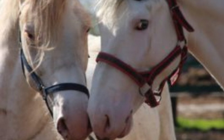 Zbiórka Zbiórka dla fundacji Tara - zdjęcie główne