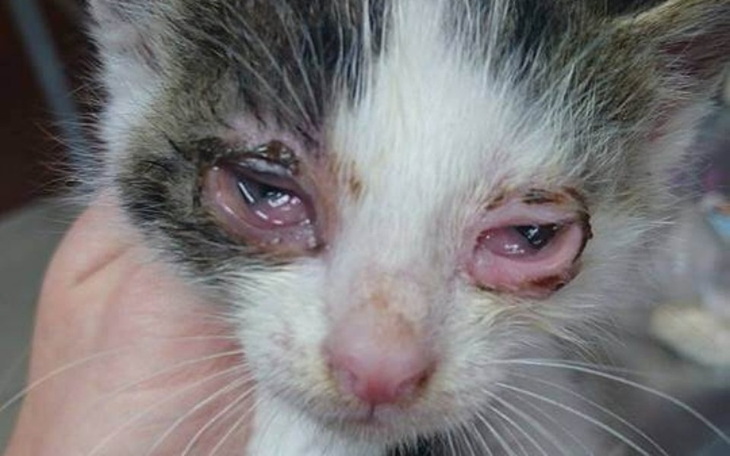 Zbiórka Pomóżcie uratować Zuzu😭 - zdjęcie główne