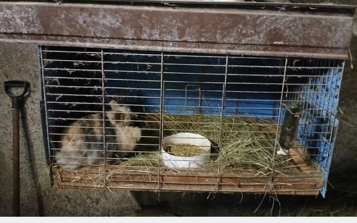 Królik w klatce, z sianem i miską jedzenia.