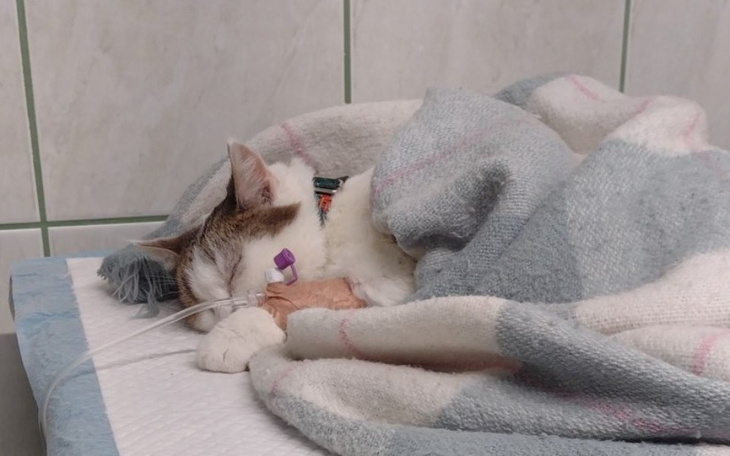 Zbiórka Śnieżka - chory kotek - zdjęcie główne