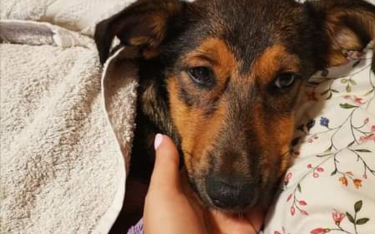 Zbiórka Strach schronisko samotnosc - zdjęcie główne