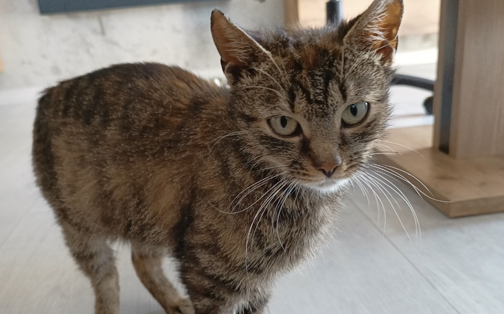 Zbiórka Wikt i opierunek dla Stefy - zdjęcie główne