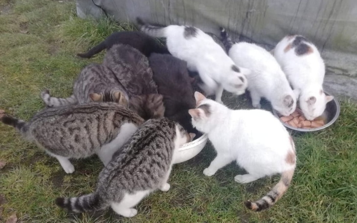 Zbiórka Luty/przetrwanie i kastracje - zdjęcie główne