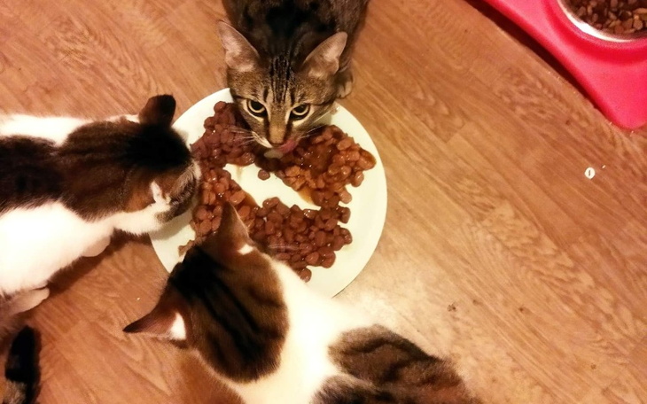 Zbiórka Pomoc ukraińskim zwierzętom - zdjęcie główne