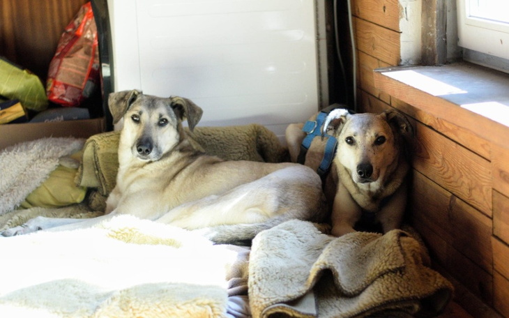 Zbiórka Karma dla przyjaciół mniejszych - zdjęcie główne