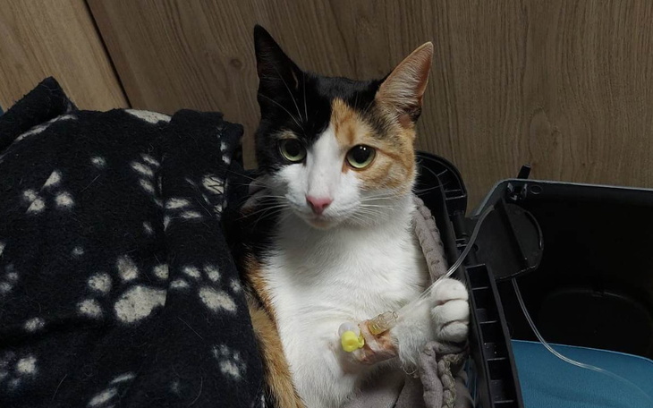 Zbiórka Nasza Przyjaciółka umiera- pomóż - zdjęcie główne