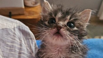 Zbiórka Pilna zbiórka na karme - miniaturka zdjęcia