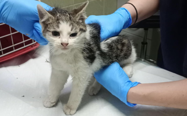 Weterynarz bada małego kota, trzymając go w rękach.