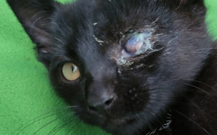 Zbiórka Leo prosi o wsparcie - zdjęcie główne