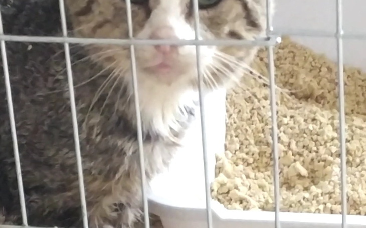 Zbiórka Don Pedro leczenie kota - zdjęcie główne