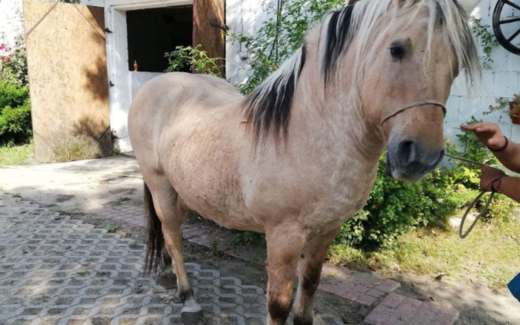 Zbiórka Samos chce żyć - zdjęcie główne