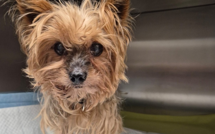 Zbiórka Dziękujemy za pomoc Ogryzkowi - zdjęcie główne