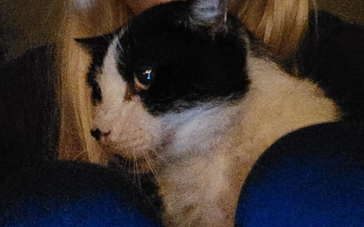 Czarnobiały kot siedzący na kolanach właściciela.