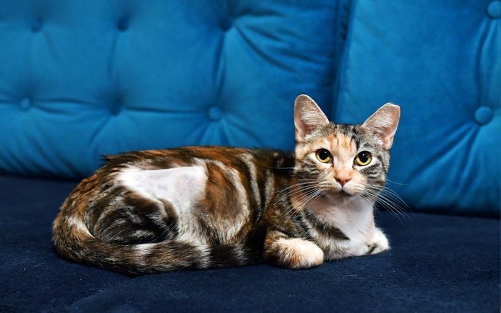 Zbiórka Pomóżcie ratować Lunę - zdjęcie główne