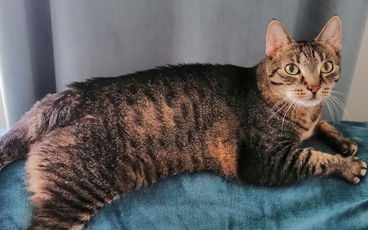 Zbiórka Leczenie Loli - listopad - zdjęcie główne