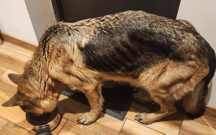 Zbiórka Bardzo pilne Na leczenie psa - zdjęcie główne