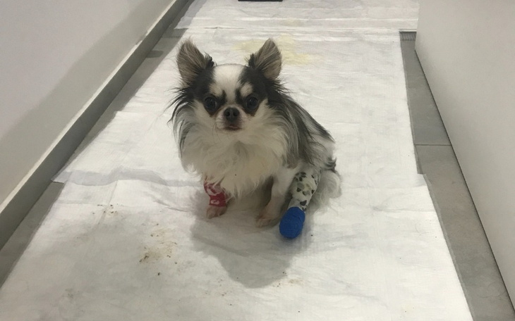 Chihuahua z opatrunkami na łapkach, siedzący na podłodze.