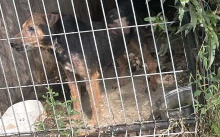 Zbiórka Upodlony w klatce i kwiatach. - zdjęcie główne