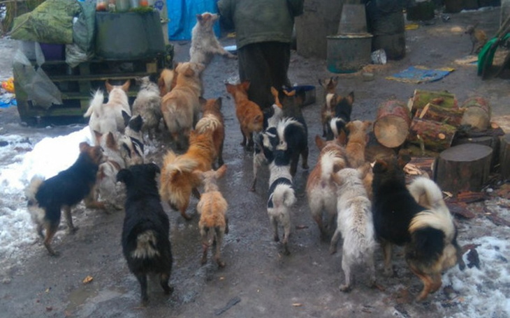 Zbiórka stado psów i brak słów :( - zdjęcie główne