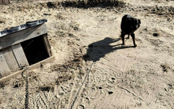 Pies na łańcuchu obok budy.