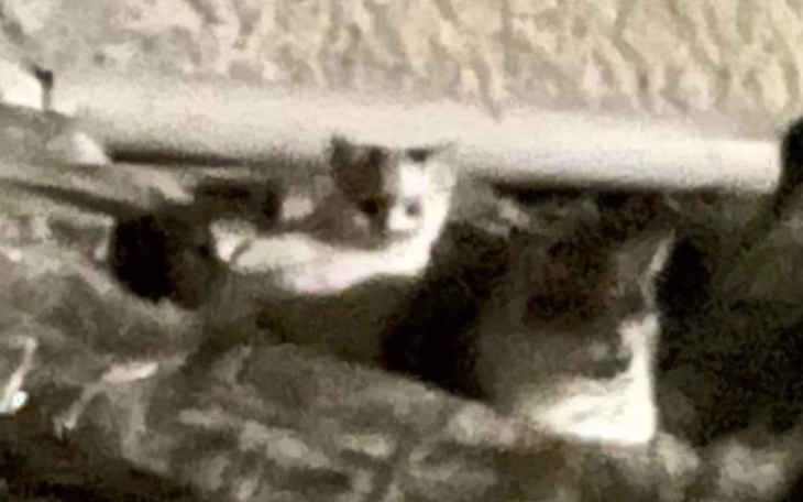 Zbiórka Kocięta z matką na ulicy - zdjęcie główne