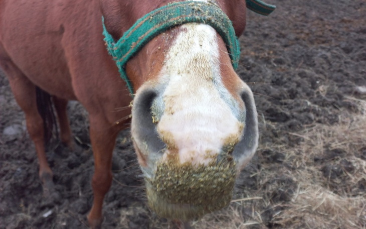 Zbiórka Piach na padoki dla koni - zdjęcie główne