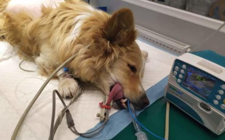 Zbiórka Bez operacji nie przeżyję - zdjęcie główne