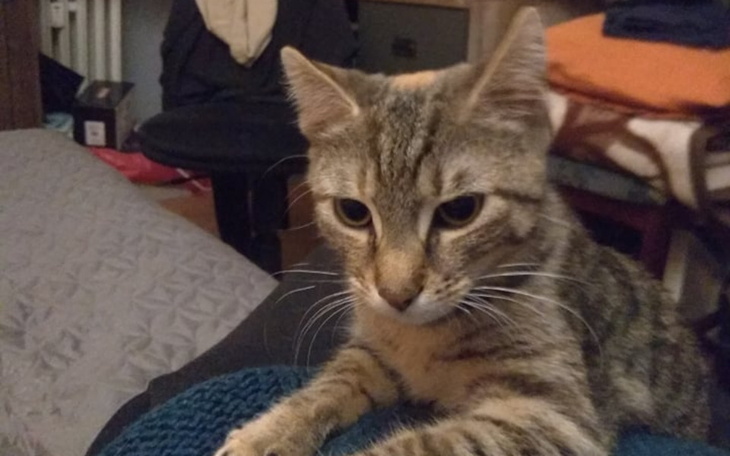 Zbiórka Kastracja Majorki - zdjęcie główne