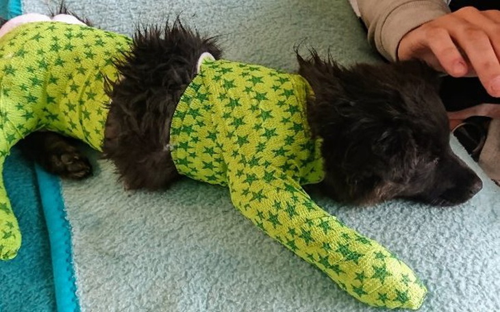 Zbiórka Połamany szczeniak apel o pomoc - zdjęcie główne