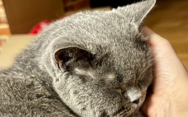 Zbiórka Walczymy o Sajmona - zdjęcie główne