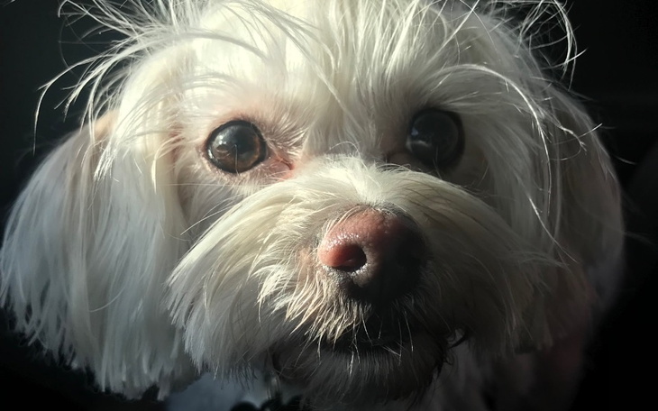 Zbiórka Chica zbiera na operację oczu - zdjęcie główne