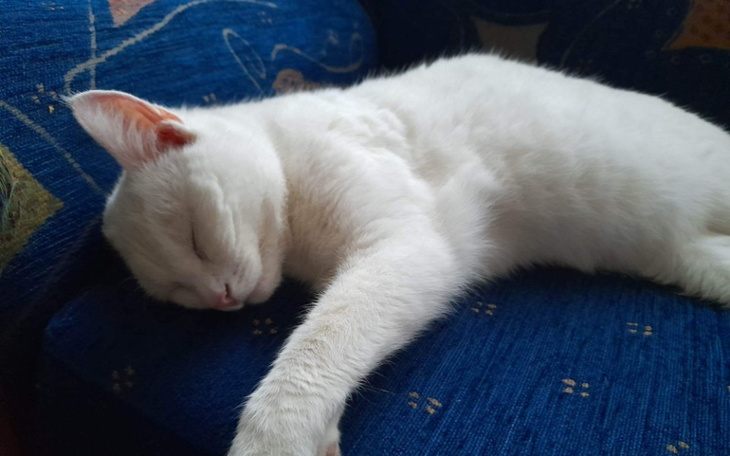 Zbiórka Rynoskopia dla Bezy - zdjęcie główne