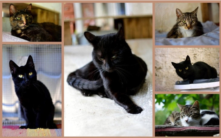 Zbiórka Ratujmy koty z Witniczki - zdjęcie główne