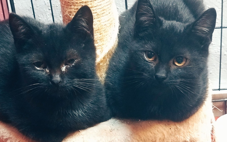 Zbiórka Pomóż w pomaganiu zwierzakom - zdjęcie główne