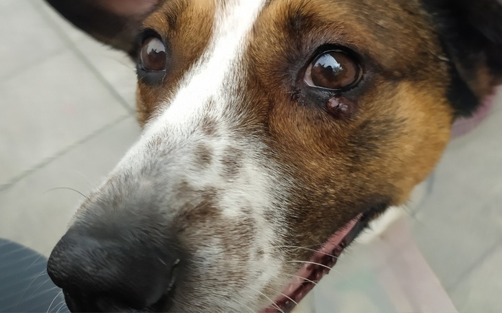 Zbiórka Oko Majora - zdjęcie główne