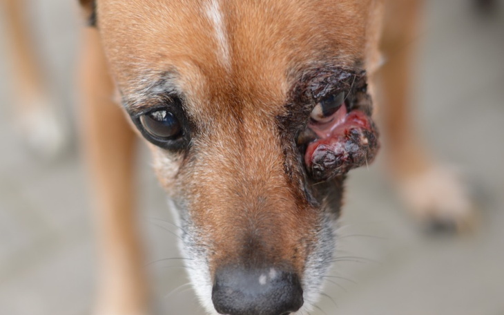 Zbiórka Kiedy pełna miska to zbyt mało.. - zdjęcie główne