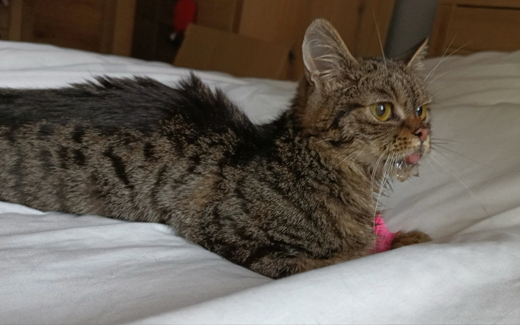 Zbiórka Walczymy z agresywnym wirusem - zdjęcie główne