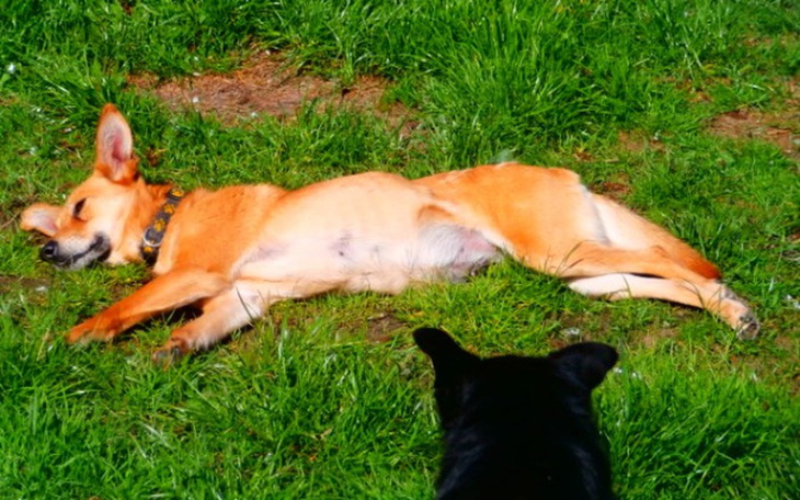 Zbiórka Dunia i jej maleńka  prośba - zdjęcie główne