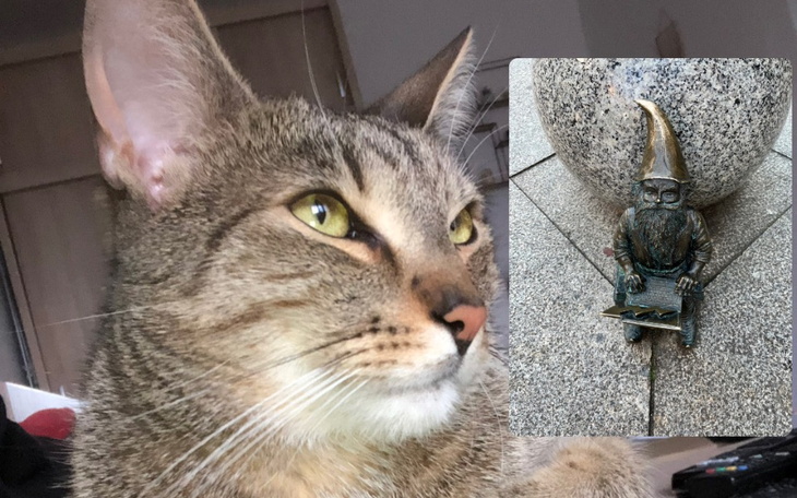 Zbiórka Krasnal i pomoc Kocim sierotkom - zdjęcie główne