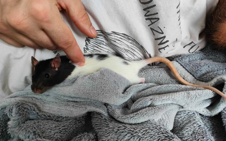 Zbiórka Ciulowe Hospicjum pełne zwierząt - zdjęcie główne